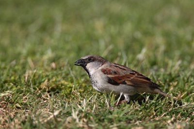 House sparrow Passer domesticus domai vrabec_MG_5822-1.jpg