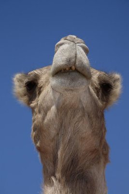  Dromedary Camelus dromedarius dromedar_MG_5201-1.jpg