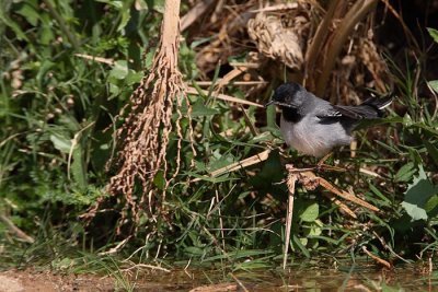 Rppell's Warbler Sylvia rueppelli rnogrla penica_MG_4695-1.jpg