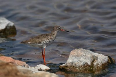 Common redshank Tringa totanus rdeenogi martinec_MG_4769-1.jpg