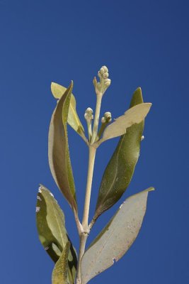 Grey mangrove  Avicennia marina mangrova_MG_5017-1.jpg