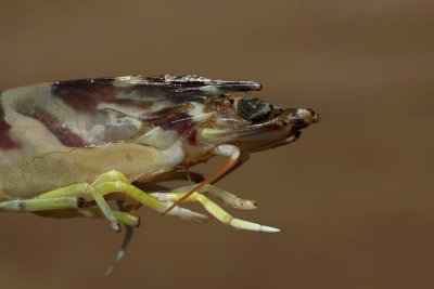 crayfish rak_MG_4452-1.jpg