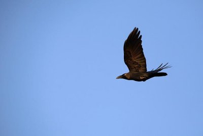 House crow Corvus splendens domaa vrana_MG_4271-1.jpg