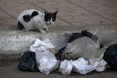 Domestic cat on the street domaa maka na ulici_MG_9794-1.jpg