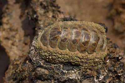 Chiton hiton oklopnik_MG_6152-1.jpg