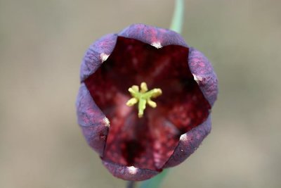 Checkered lily Fritilaria meleagris movirski tulipan_MG_6395-1.jpg