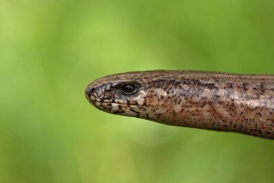 Slow-worm Anguis fragilis slepec_MG_6654-1.jpg