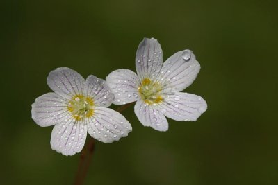 Wood-sorrel Oxalis acetosella zajčja deteljica_MG_6486-1.jpg