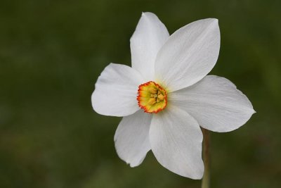 Pheasant's-eye narcissus Narcissus poeticus ssp. radiiflorus gorska narcisa_MG_6884-1.jpg
