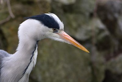 Grey heron Ardea cinerea siva čaplja_MG_7105-1.jpg