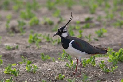 Lapwing Vanellus vanellus priba_MG_7332-1.jpg