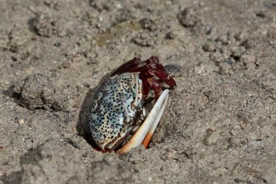 Crab rakovica_MG_5015-1.jpg