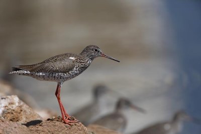 Common redshank Tringa totanus rdečenogi martinec_MG_4888-1.jpg