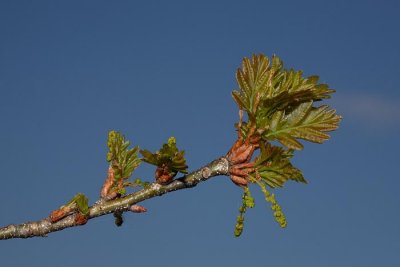 Common oak Quercus robur dob_MG_7572-1.jpg