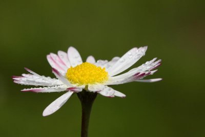 Lawn daisy Bellis perennis marjetica_MG_7797-1.jpg