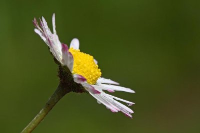 Lawn daisy Bellis perennis marjetica_MG_7789-1.jpg