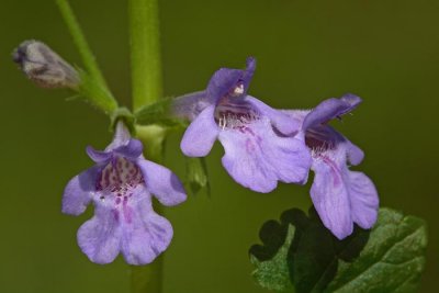 Ground-ivy Glechoma hederacea brljanasta grenkuljica _MG_7815-1.jpg