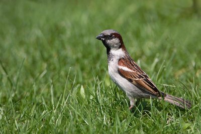 House sparrow Passer domesticus domai vrabec_MG_8132-1.jpg
