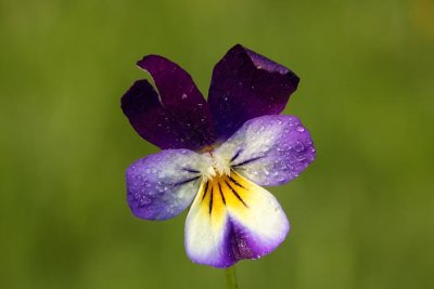 Heartsease Viola tricolor divja vijolica_MG_8233-1.jpg