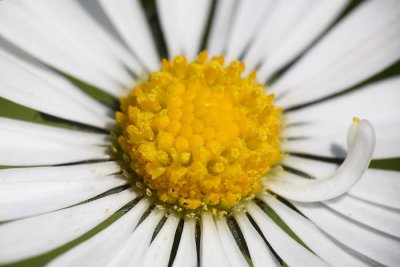 lawn_daisy_bellis_perennis_marjetica