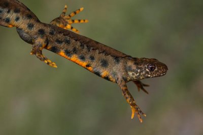 Italian crested newt Triturus carnifex veliki pupek_MG_8418-1.jpg