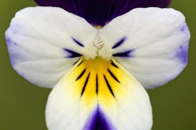 Heartsease Viola tricolor divja vijolica_MG_8184-1.jpg