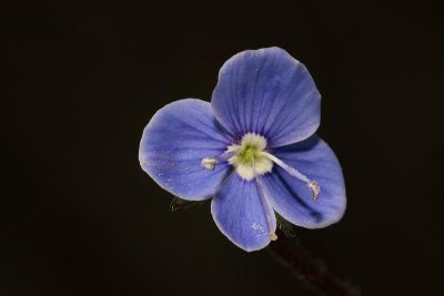 Persian speedwell Veronica persica perzijski jetinik_MG_8355-1.jpg