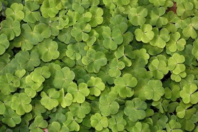 Wood-sorrel Oxalis acetosella zajčja deteljica_MG_8794-1.jpg