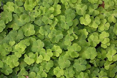 Wood-sorrel Oxalis acetosella zajja deteljica_MG_8794-1.jpg