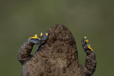 Yellow-bellied toad Bombina variegata hribski urh_MG_8415-1.jpt