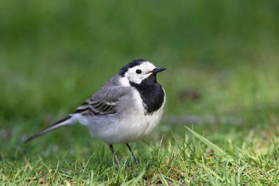 White wagtail Motacilla alba bela pastirica_MG_9554-1.jpg