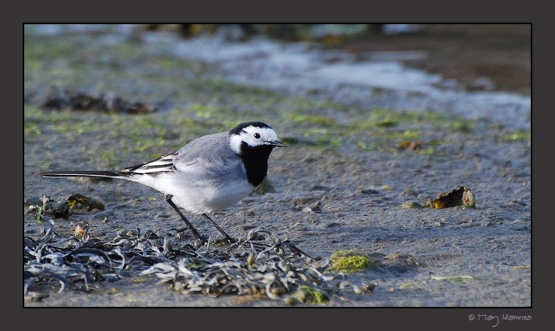 linerle - Motacilla alba