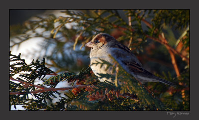Passer domesticus