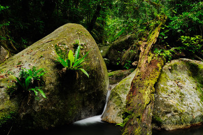   Daintree National Park