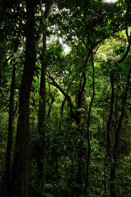 Daintree National Park