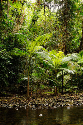 Cape Tribulation