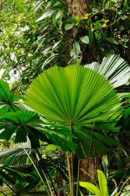 Cape Tribulation