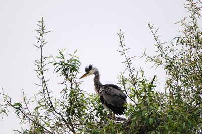 Young Grey Heron