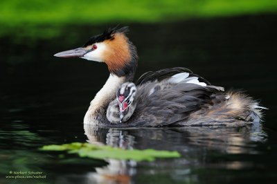 Great Crested Grebes (2009)