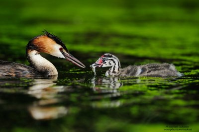 Great Crested Grebes (2009)