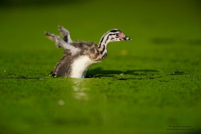 Young Great Crested Grebe (2009)