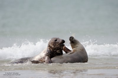 Love Play in the Water