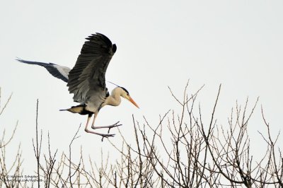 Breeding Season Begins