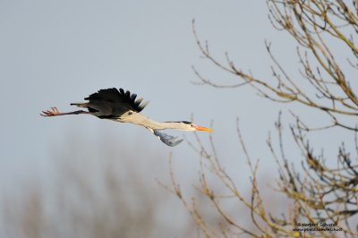 Grey Heron in Flight