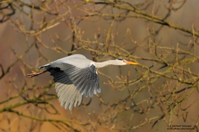 Grey Heron in Flight