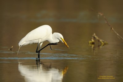 Great Egret with Small Eel