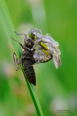 A Four-spotted Chaser Hatches Out of the Exuvia