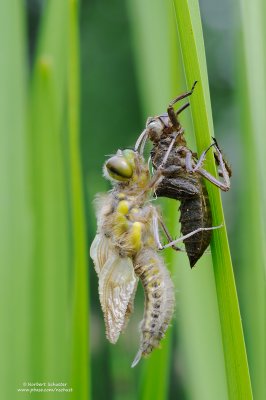 Four-spotted Chaser