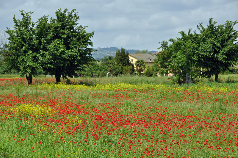 Pozzuolo poppies