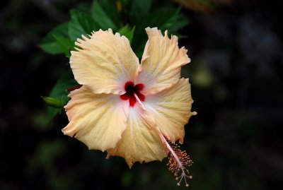 hibiscus